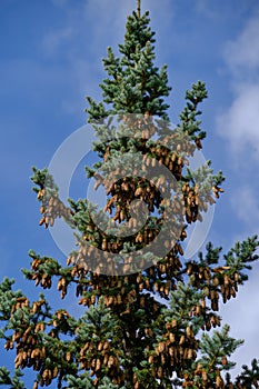 Fir tree is strewn with cones blue sky background