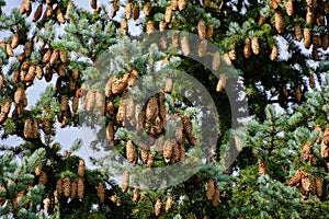 Fir tree is strewn with cones blue sky background