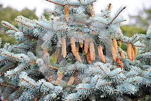 Fir tree with strobile