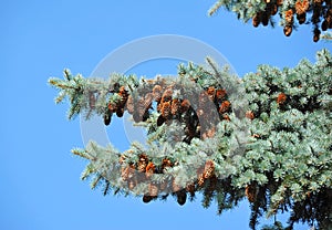 Fir tree with strobile