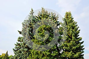 Fir tree with strobile