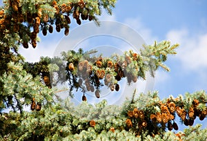 Fir tree with strobile