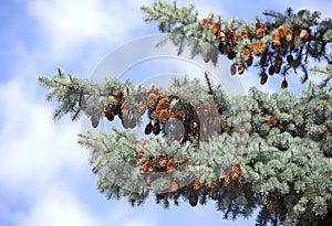 Fir tree with strobile