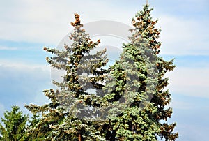 Fir tree with strobile
