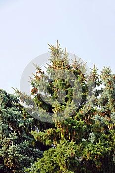 Fir tree with strobile