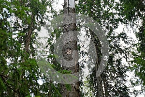 Fir tree trunk in the dark spruce forest