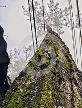 Fir tree trunk portrait