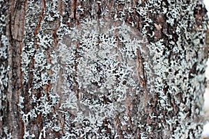 Fir Tree trunk texture