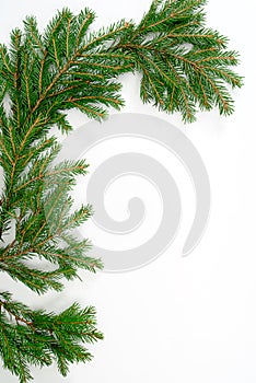 Fir-tree twig,