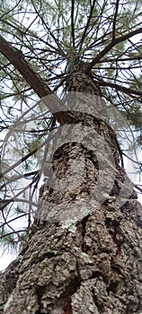 fir tree view from the bottom corner