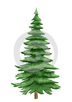 Fir tree watercolor image. Hand drawn relistic lush pine illustration Green forest plant element. Christmas tree object on white photo