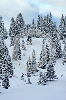 Fir tree in winter, Jura mountain, Switzerland