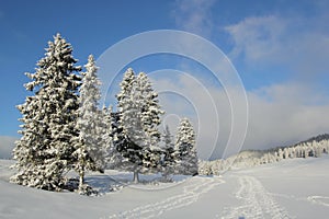 Fir tree in winter, Jura mountain, Switzerland