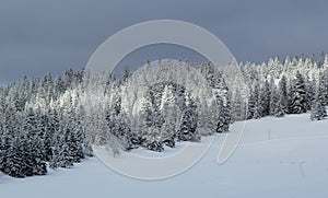 Fir tree in winter, Jura mountain, Switzerland