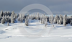 Fir tree in winter, Jura mountain, Switzerland