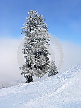 Fir tree at wintry slope
