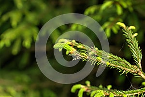 Fir-tree. Young sprouts.