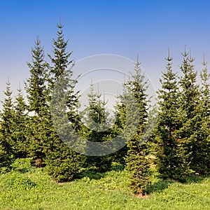 Fir trees