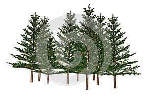 Fir Trees