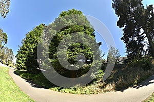 Fir trees Abies in Golden Gate Park 3