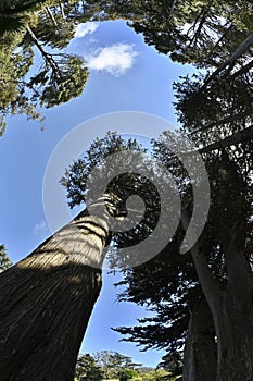 Fir trees Abies in Golden Gate Park 9