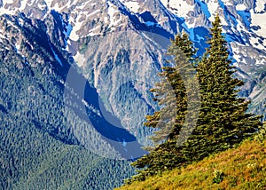 Fir Trees against Mountains - Compressed Image