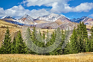 Fir trees in Altay photo