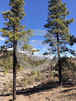 Fir trees around Las Ninas Reservoir photo