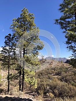 Fir trees around Las Ninas Reservoir photo