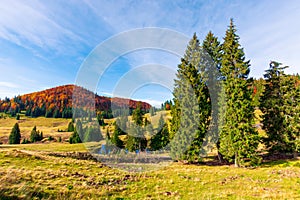 fir trees around the pond on the meadow in yellowish weathered grass. distant hill in the colorful