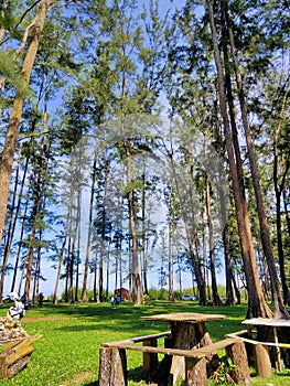 fir trees on the beach