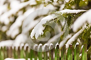 Fir trees branches over the fence with fresh white snow on them