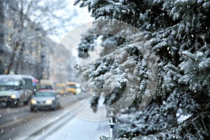 Fir trees and cars on snow storm day in city.