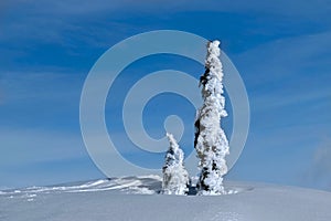 Fir trees or Christmas trees frozen and  covered with frost and snow in wilderness.