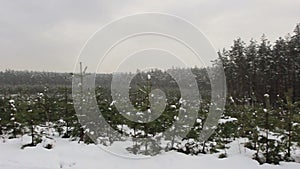 Fir-trees (christmas trees) wide landscape winter view