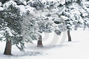 Fir Trees in City Park