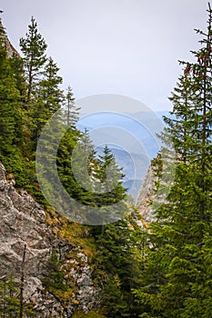 Fir trees on a cliff on the Pietrele Doamnei Peak Lady`s Stones cliff