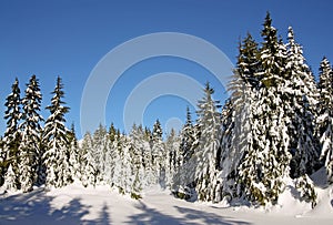 Fir trees covered in fresh snow.