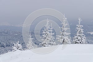 Fir trees covered with hoarfrost and snow in mountains