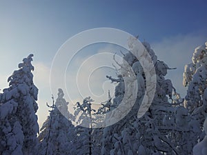 Fir trees covered in snow