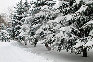 Fir trees covered with snow in city park