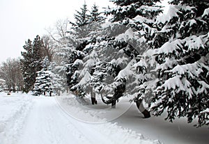 Fir trees covered with snow in city park