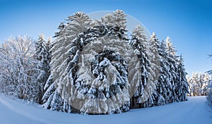 Fir trees covered in snow in the mountains