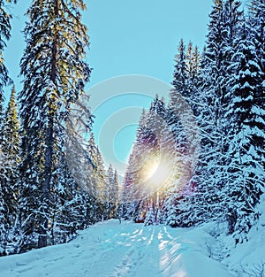 Fir trees covered with snow and snowy road in the winter forest. Beautiful winter background