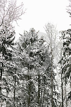 Fir trees covered with snow in winter forest