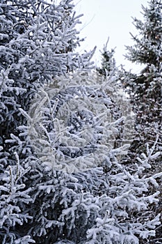 Fir trees covered with snow.Winter forest