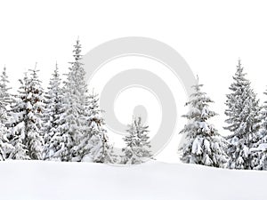 Fir trees covered snow in winter spruce forest on white background with space for text