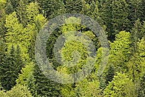 Fir trees and deciduous trees in lush greenery on a spring day