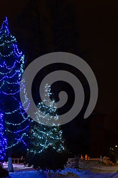 Fir trees decorated with illuminations for the New Year and Christmas holidays.