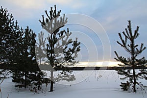 Fir trees on the field on a winter evening.